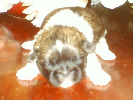 Shi-Tzu